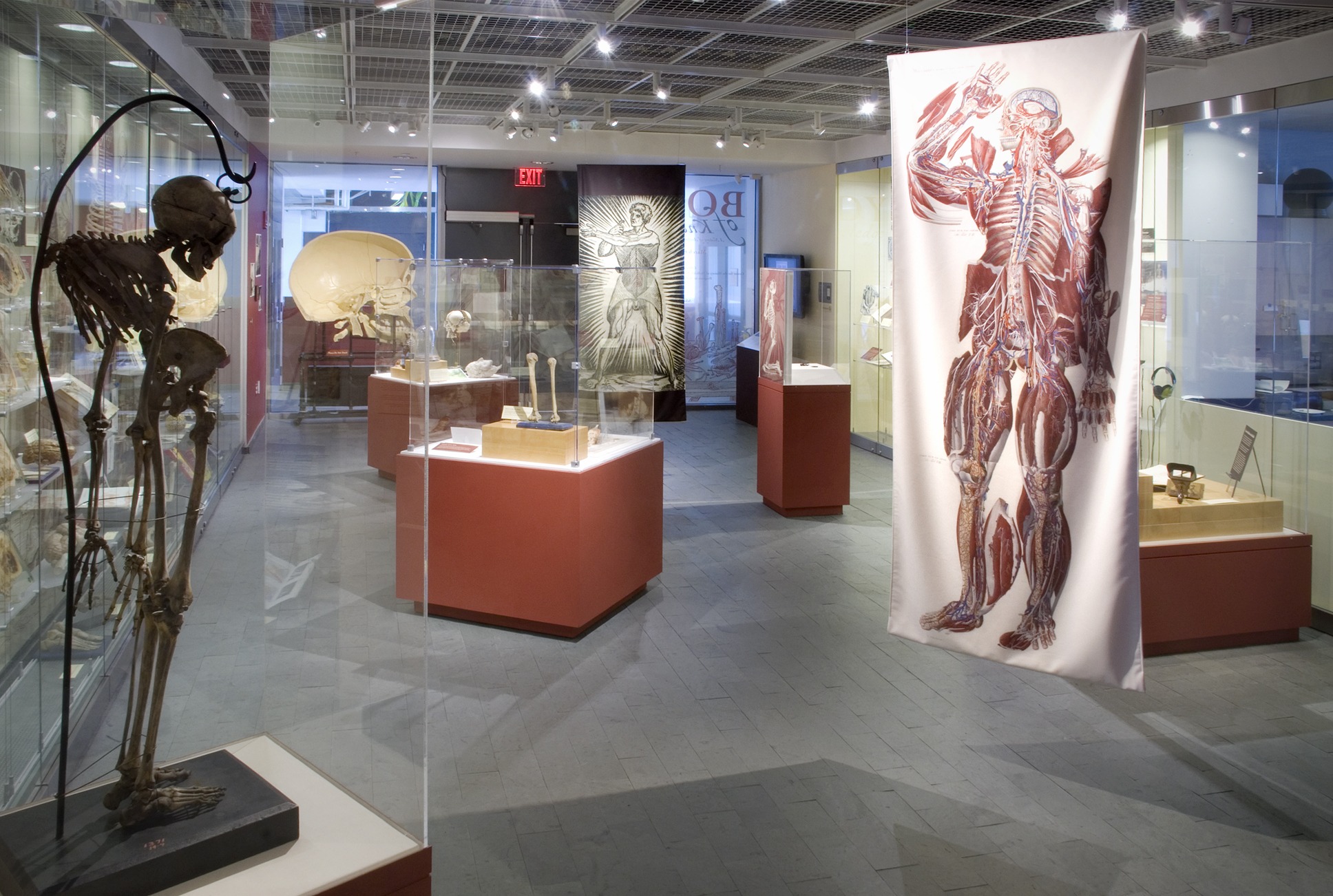 anatomy_gallery_6.jpg