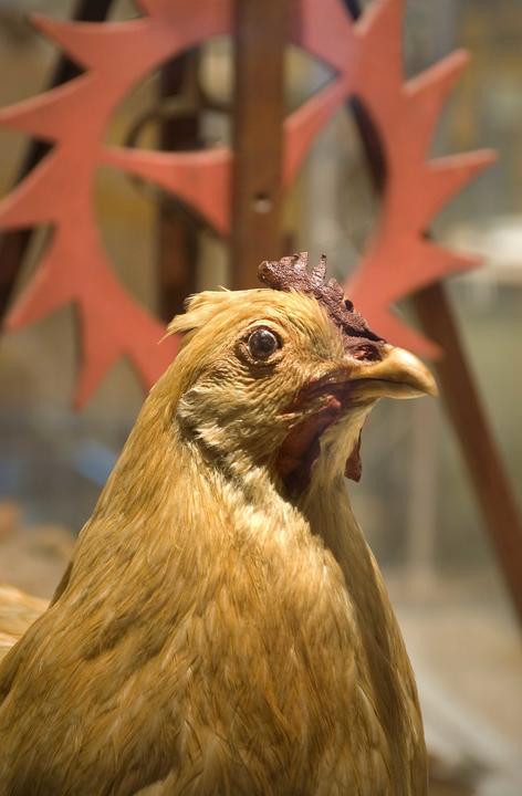 time_8_chicken_small.jpg